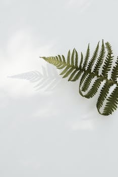 A delicate fern leaf casting a shadow on a minimalist white background, ideal for nature-themed designs.