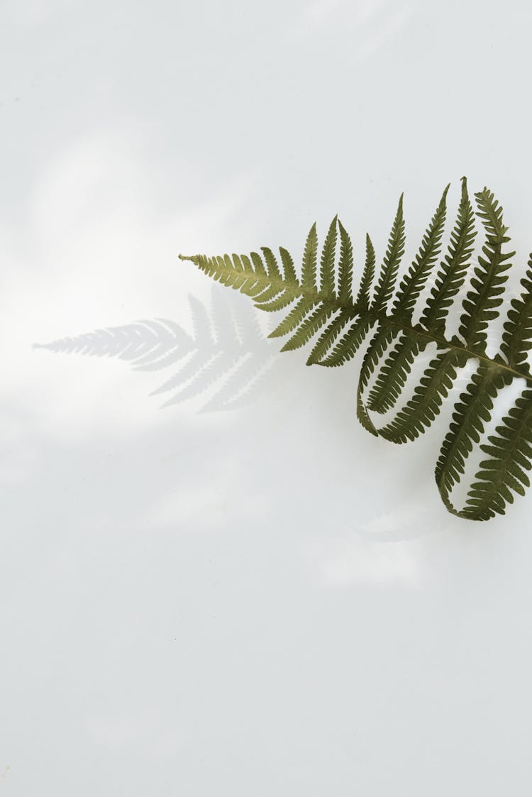 Green Fern Leaf