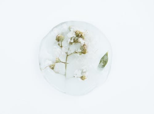Bunga Petaled Putih