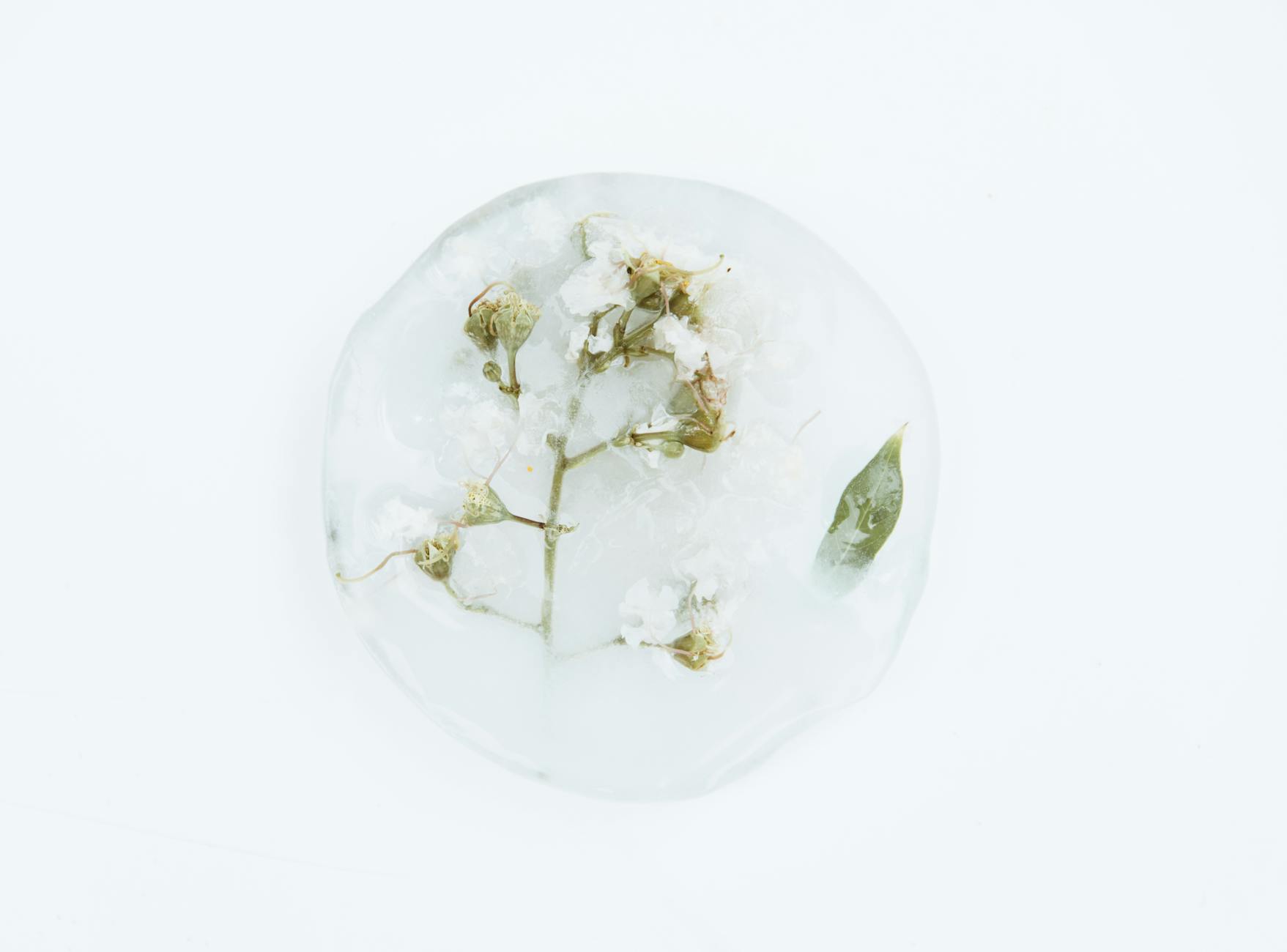 Delicate frozen flower encased in ice, creating a serene white composition.