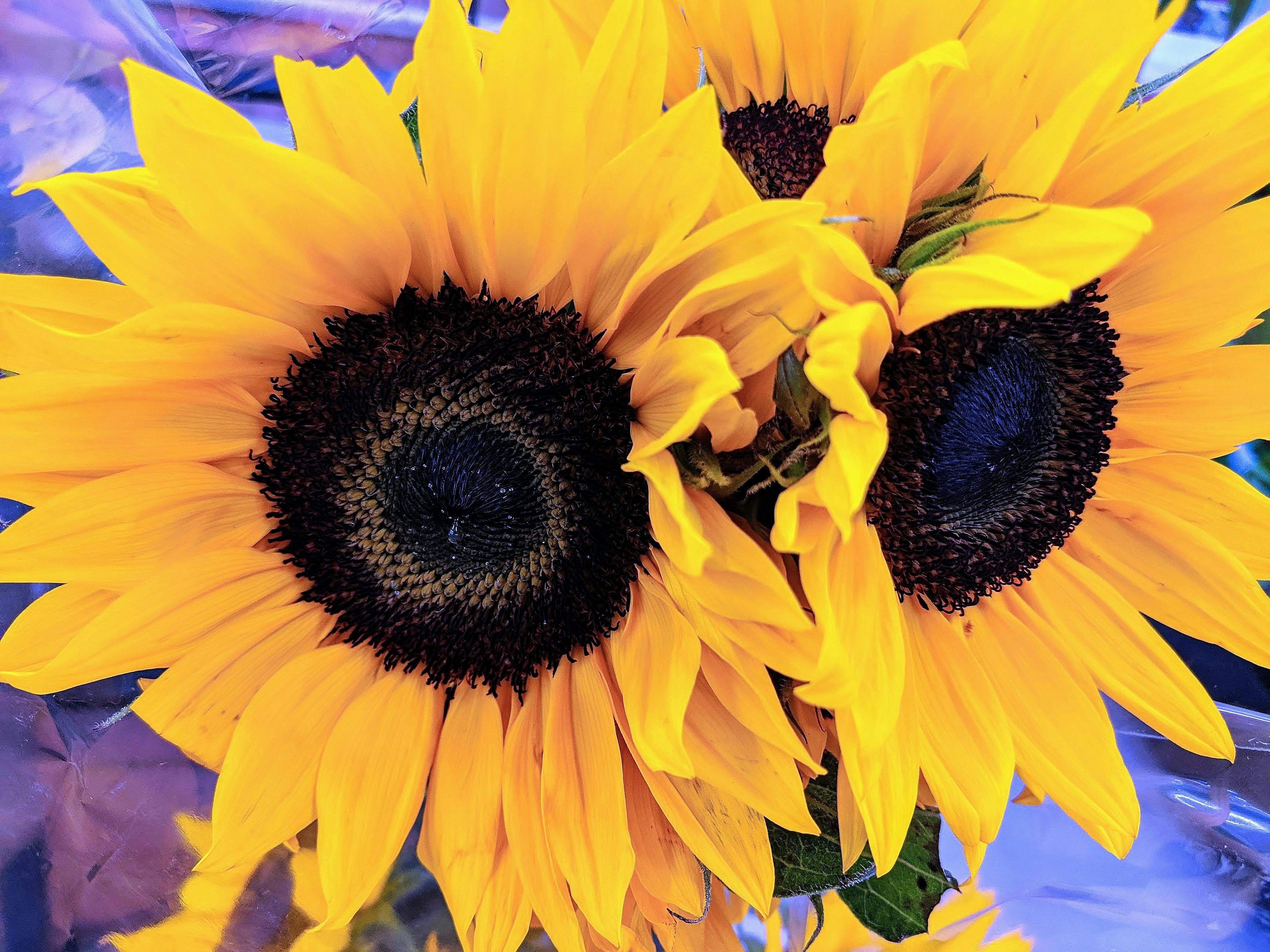 1000 Gambar  Bunga  Matahari  Ungu  HD Paling Keren Gambar  ID