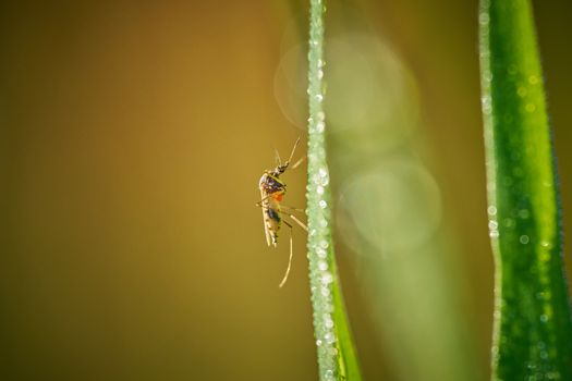 Macro shot of a tiny insect perched on a dew-covered blade of grass in a summer garden.