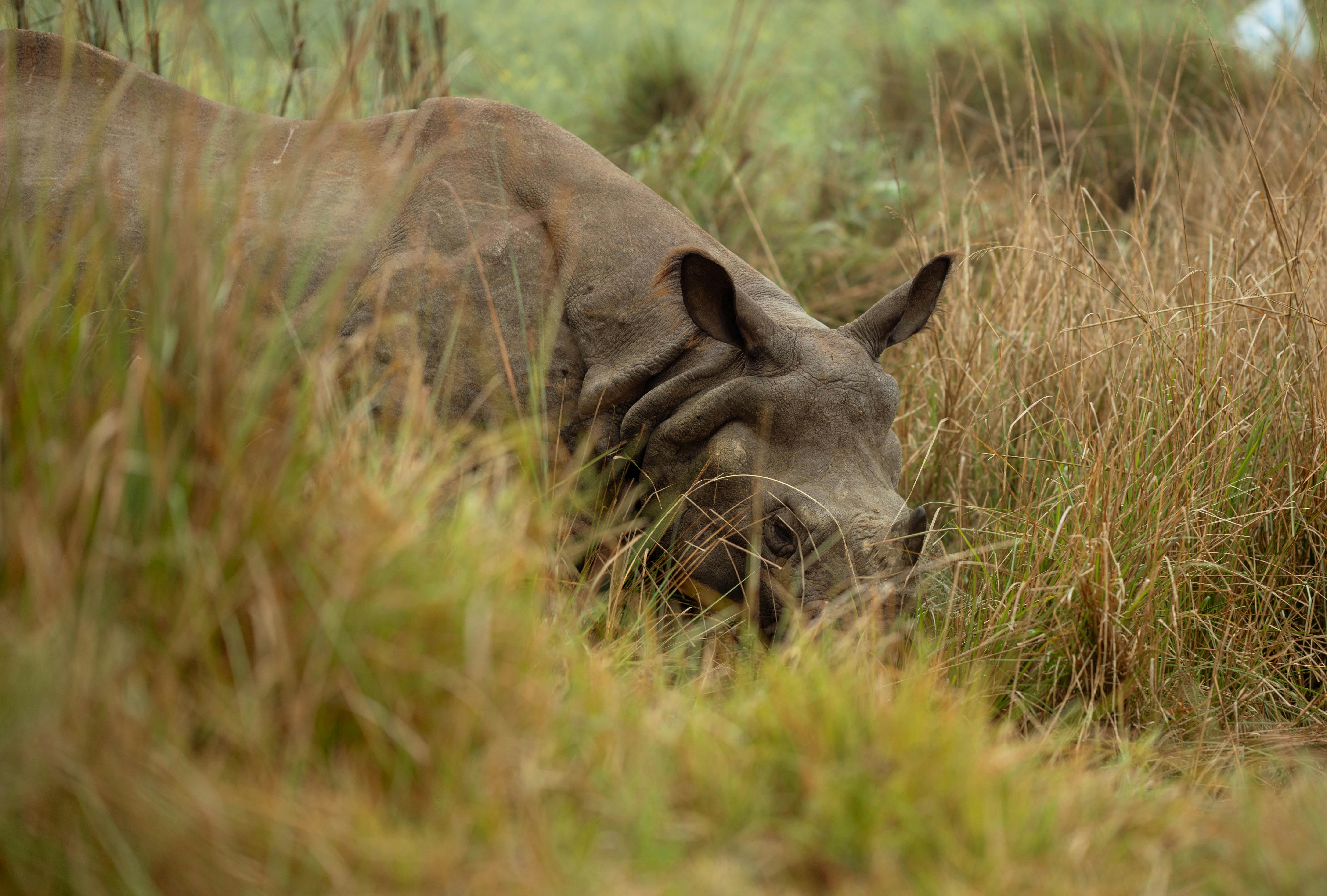 A rhino is grazing in tall grass in the wild