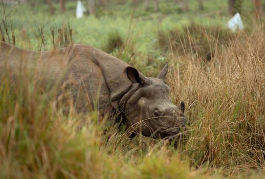 A rhinoceros grazes amidst tall grass in an African savanna, highlighting its natural habitat and endangered status.