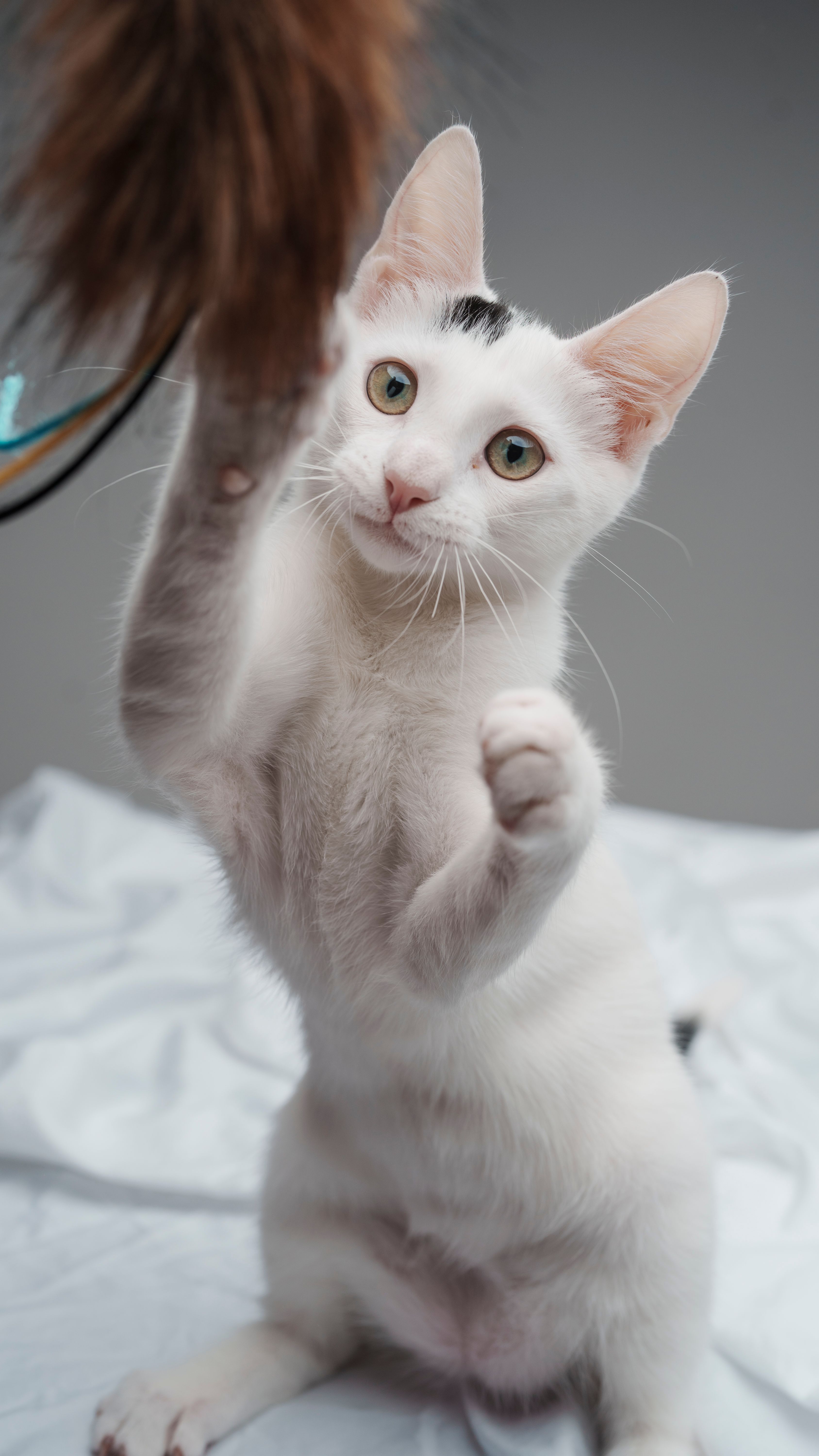 Choisir les bons jouets pour votre chat : guide pratique - illustration
