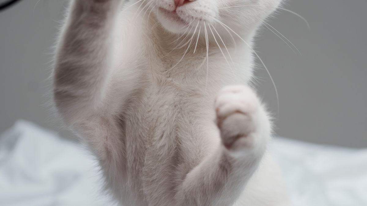 Choisir les bons jouets pour votre chat : guide pratique - illustration