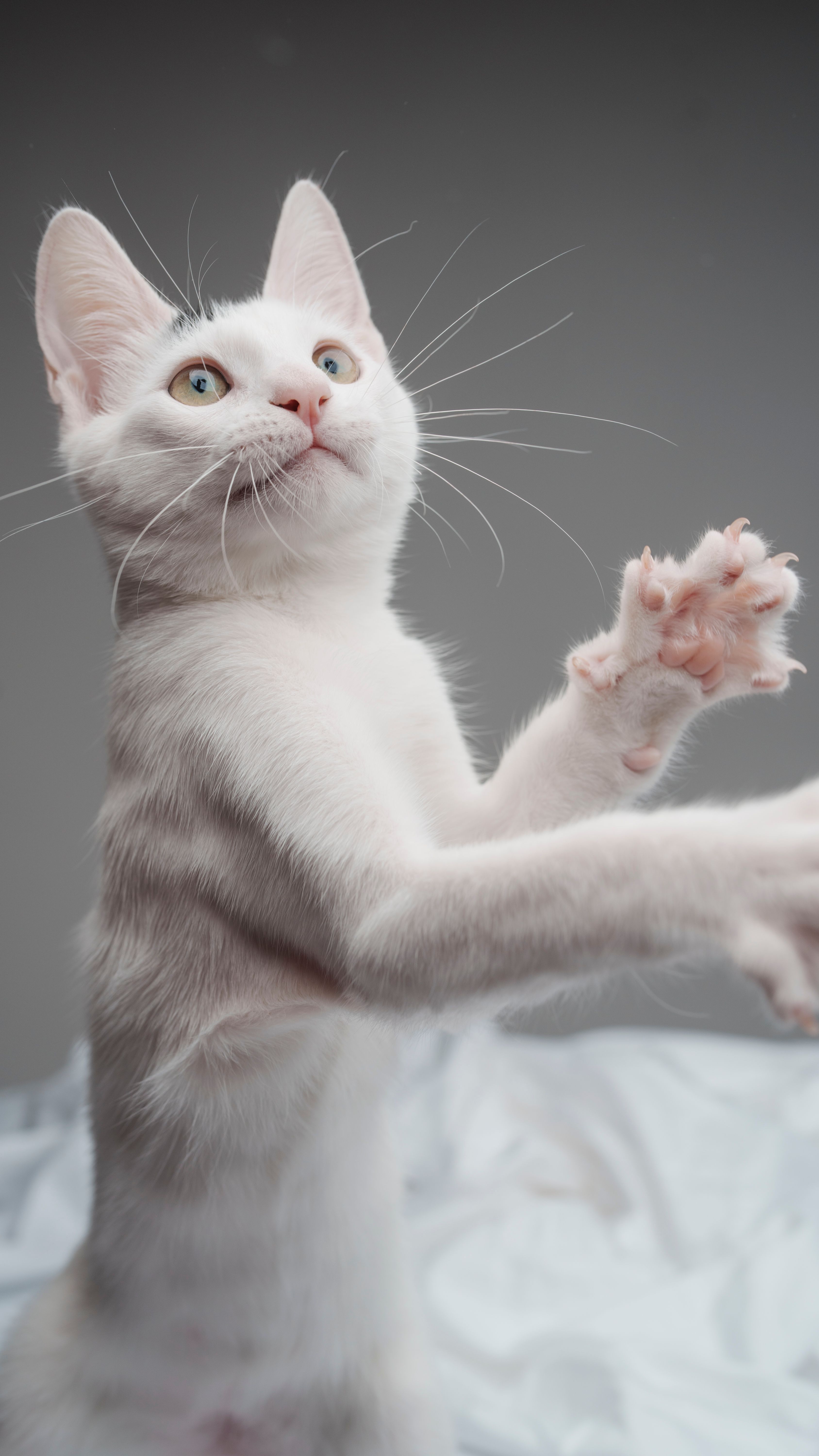 Gatinho com 29 dedos ganha a internet após quebrar recorde mundial