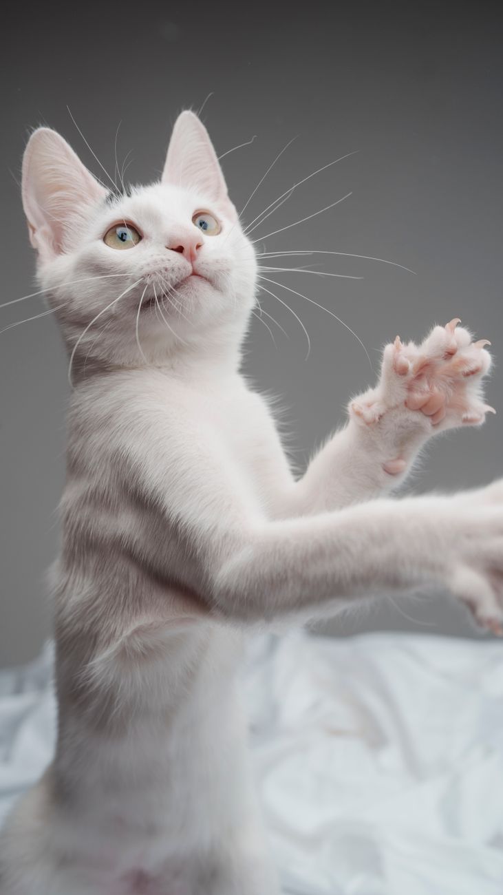 Gatinho com 29 dedos ganha a internet após quebrar recorde mundial