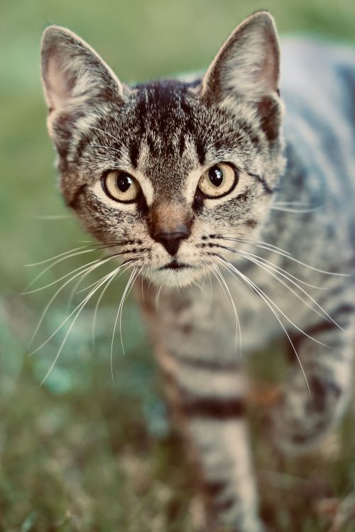 A cat is looking at the camera in the grass · Free Stock Photo