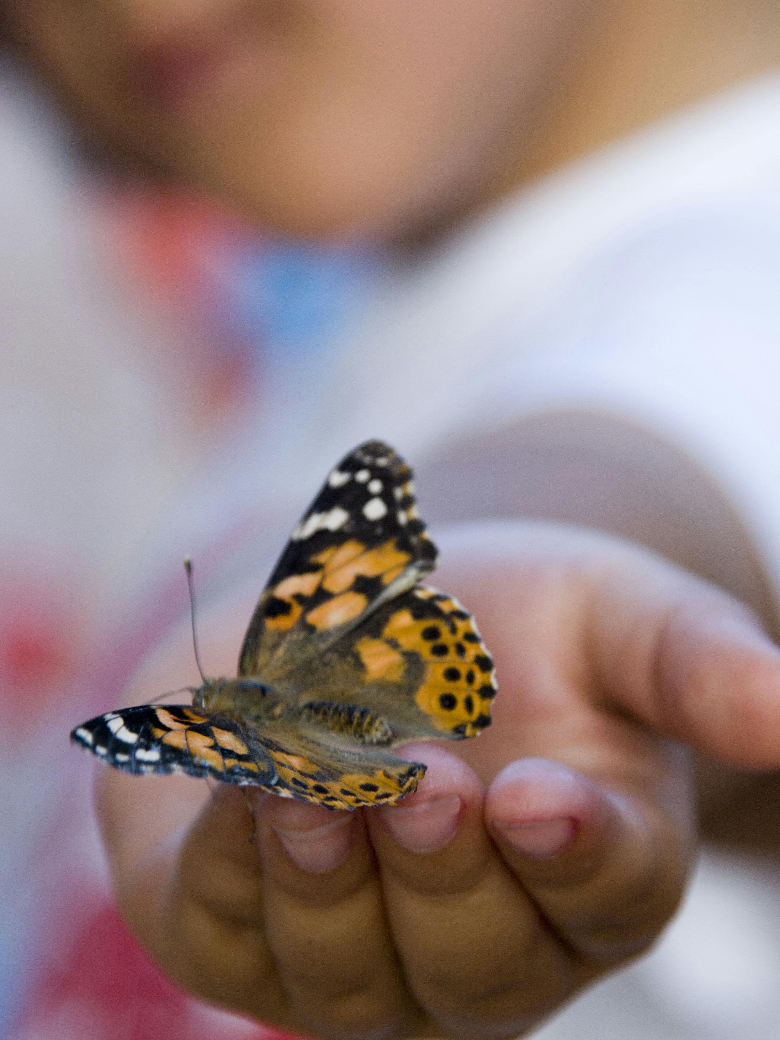 Free stock photo of butterfly, kid