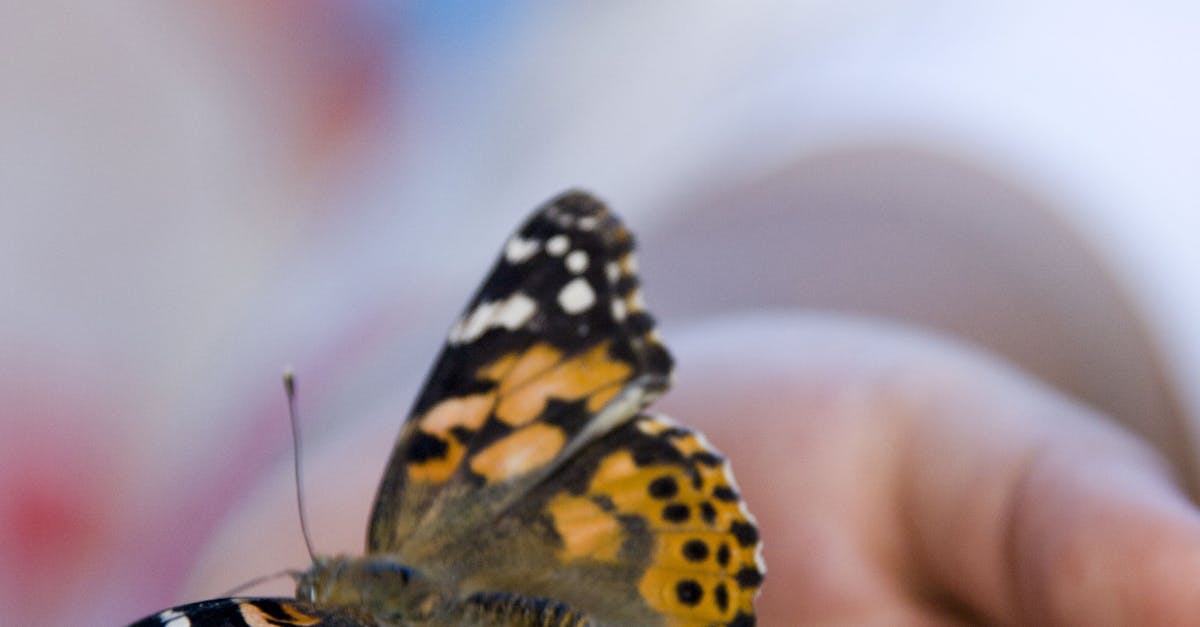 Free stock photo of butterfly, kid