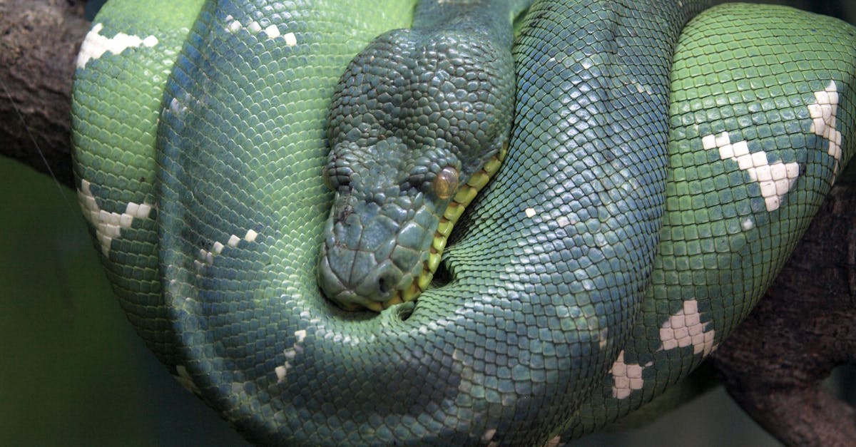 Free stock photo of snake venom
