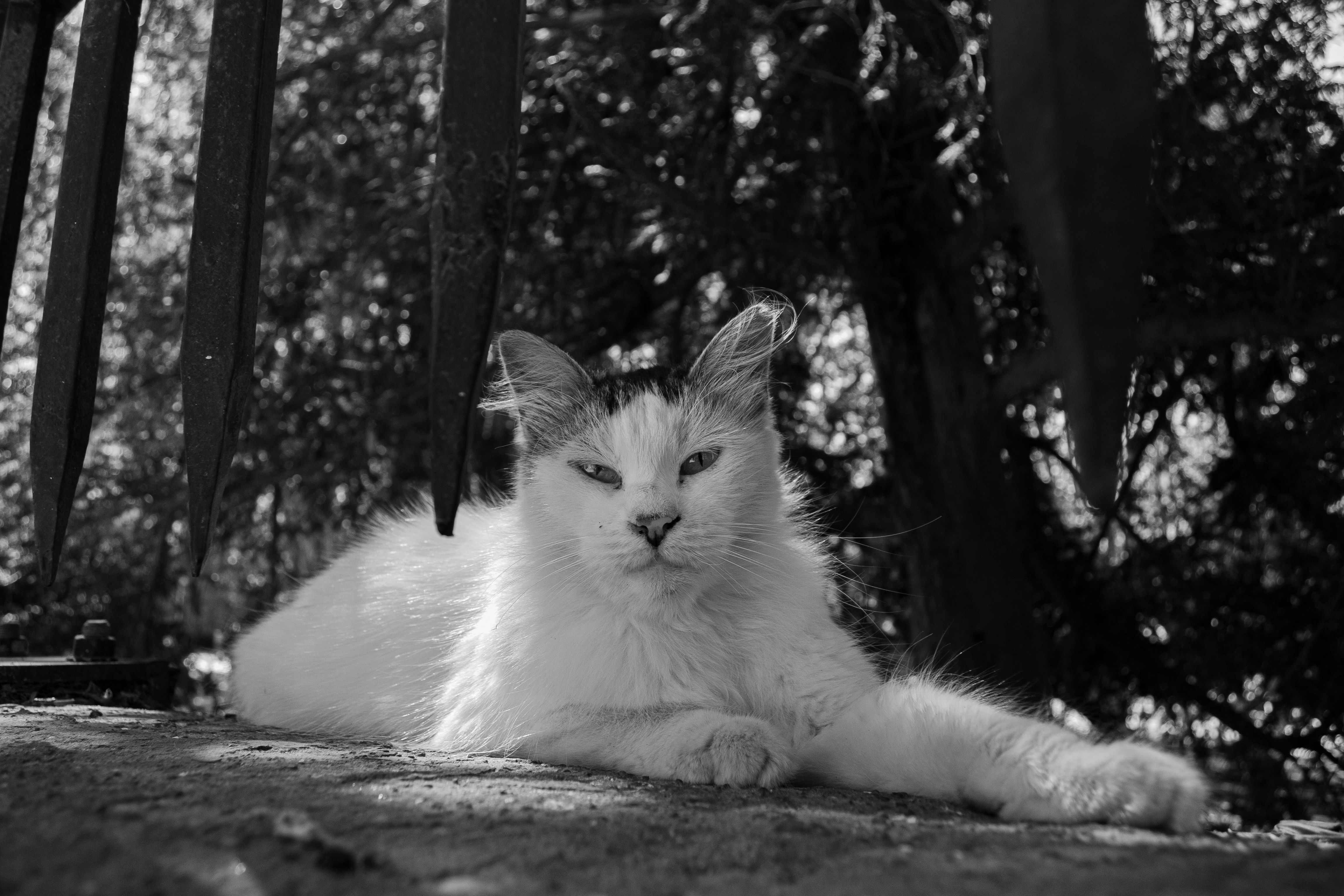 A black and white photo of a cat laying on a ledge · Free Stock Photo