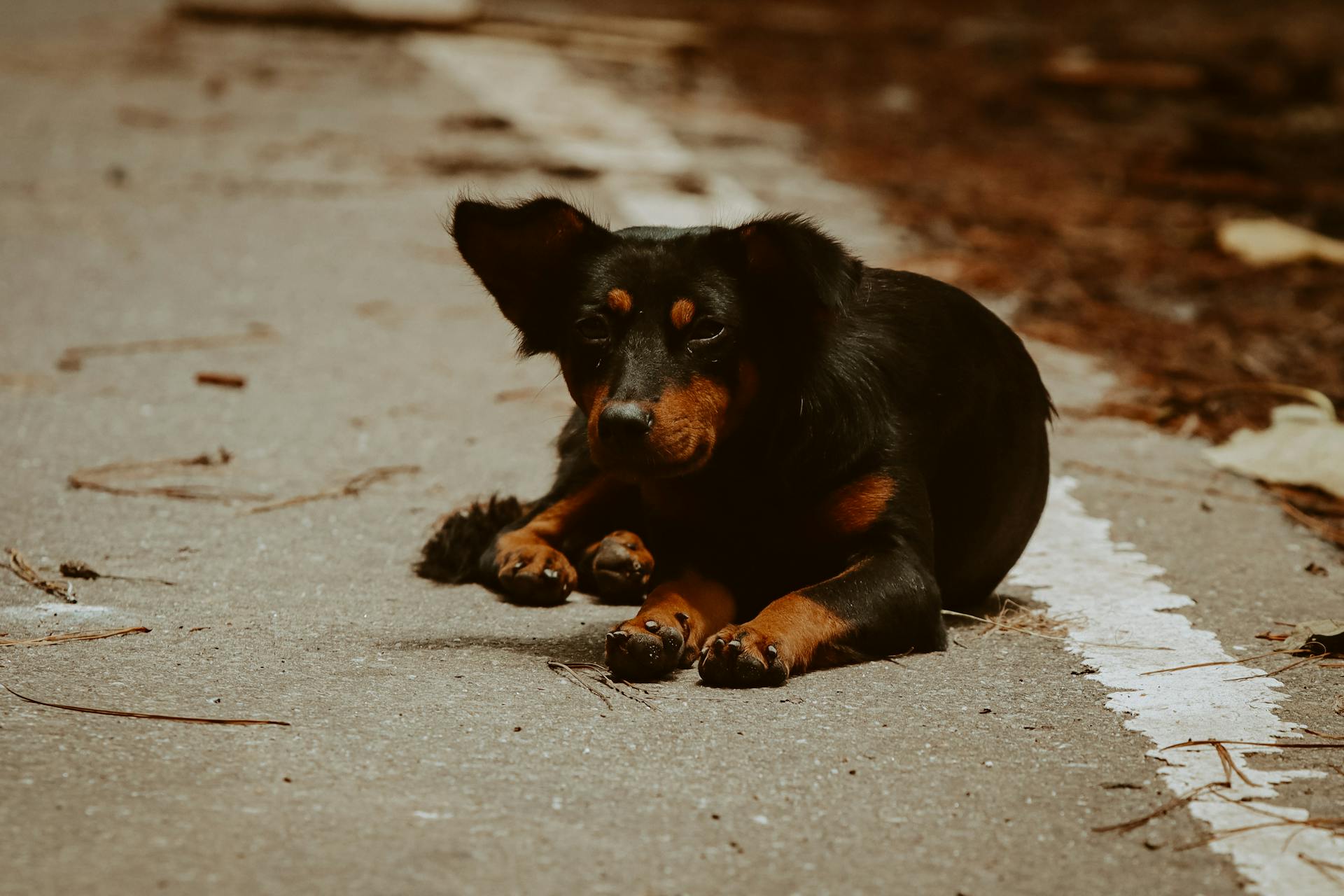 A dog laying on the road with its paws on the ground