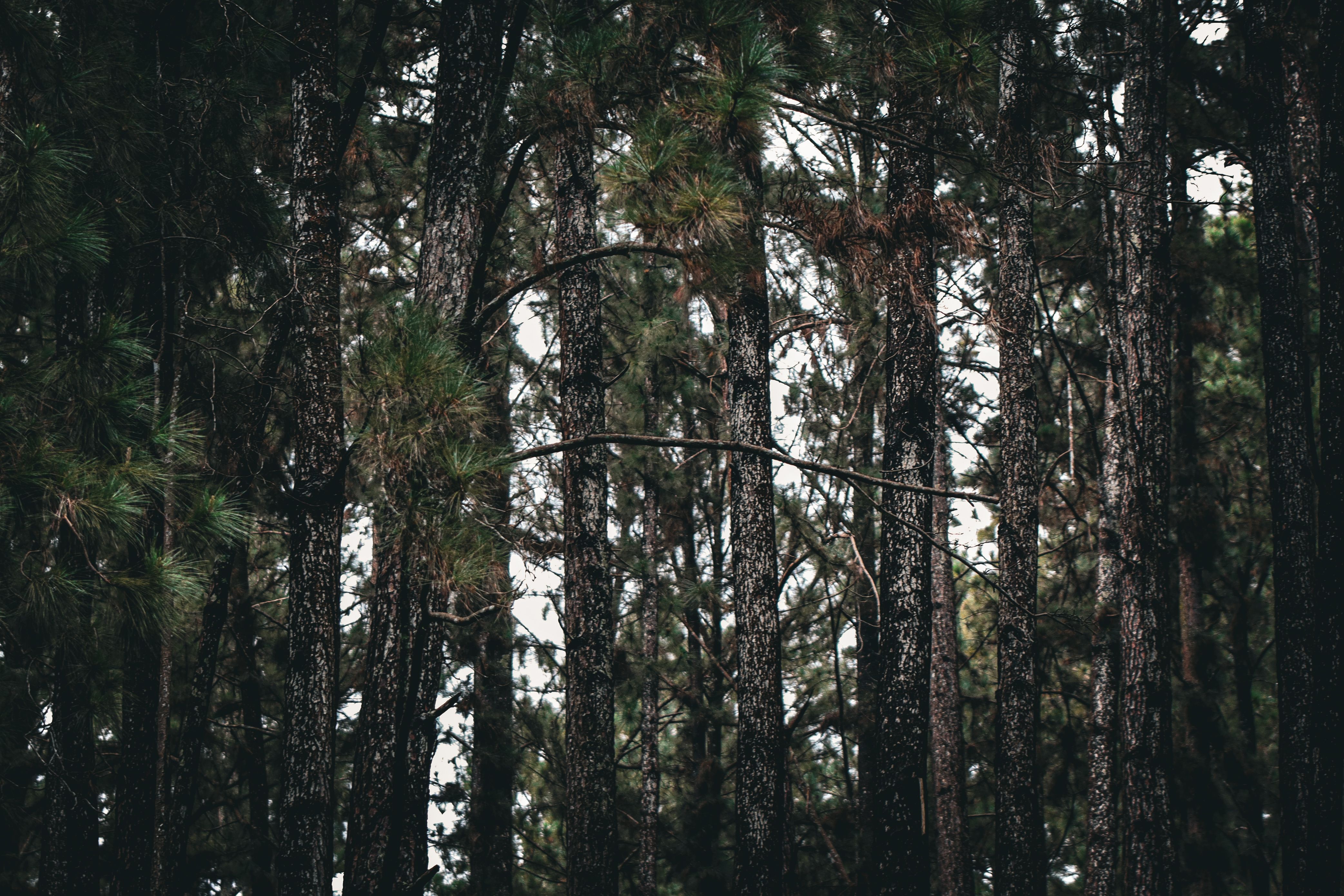 Dense cloud forest and pine ridges in the Montecillos biological reserve