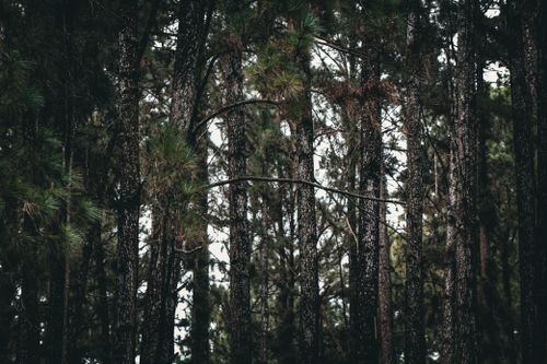 Free Captivating view of a dense pine forest showcasing tall evergreen trees in natural light. Stock Photo