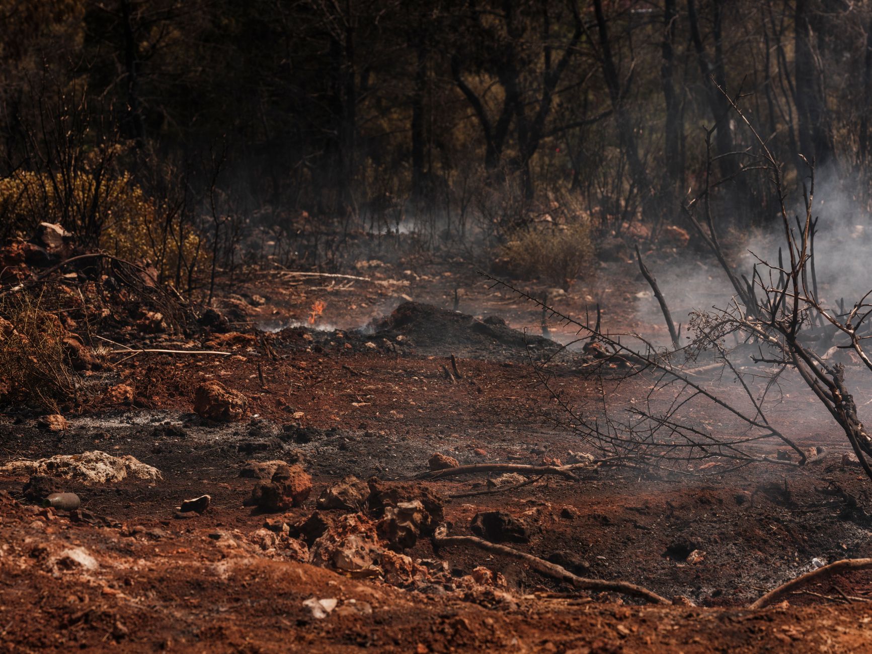 WRI says tropical rainforest loss fell 36% in 2025, though fires still threaten gains
