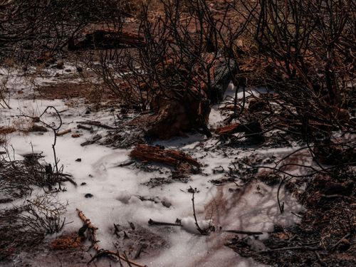 Free Charred branches amidst snow in a dramatic forest landscape, symbolizing contrast and hope. Stock Photo