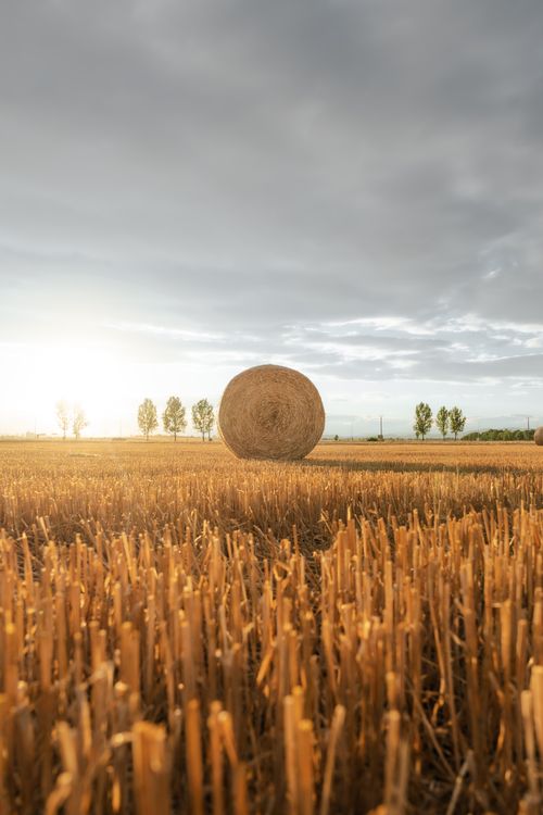 Free Serene rural landscape of hayfield at sunset featuring prominent hay bale. Stock Photo