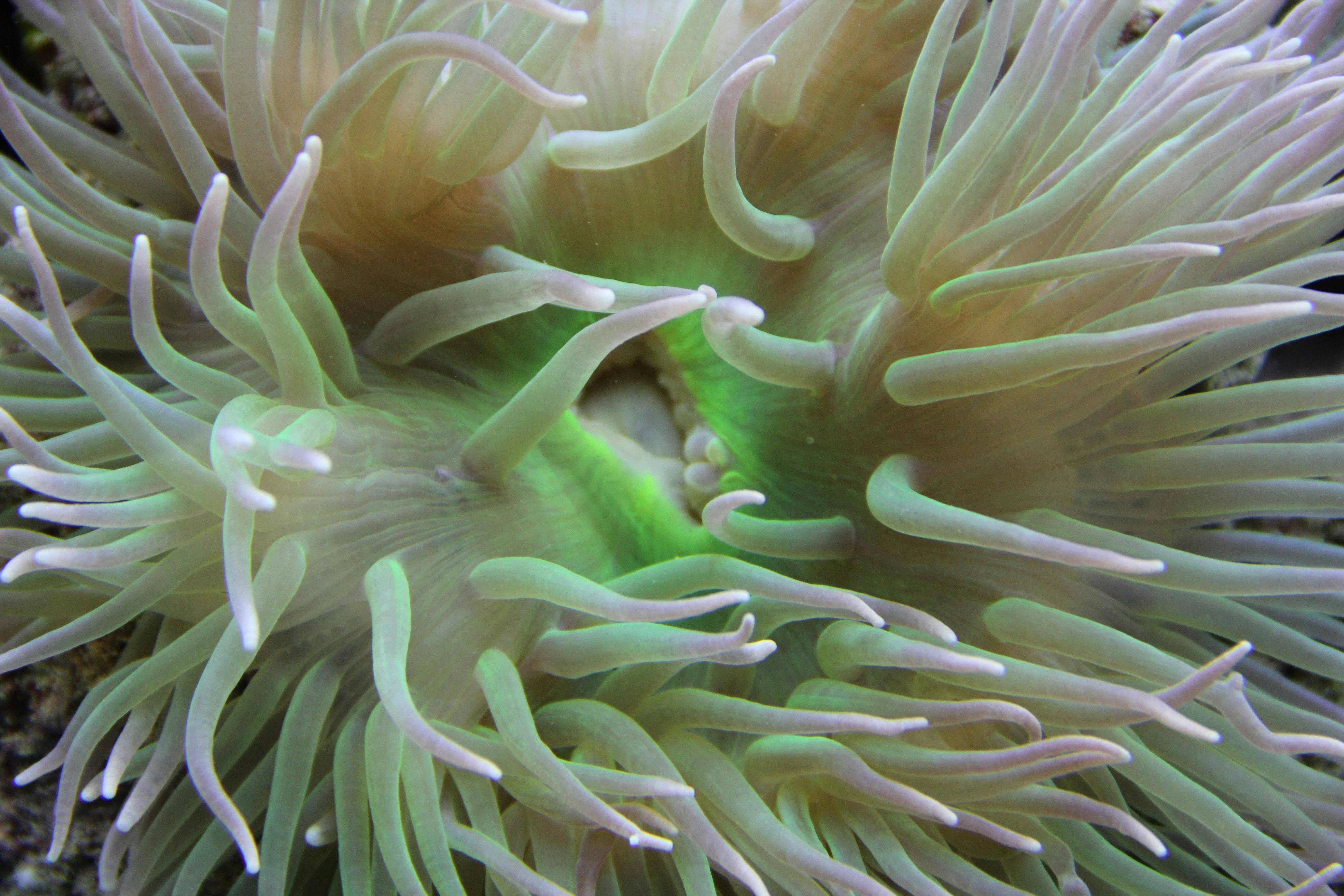 Free Stock Photo Of Sea Anemone