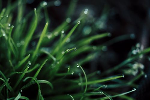 Free Detailed view of refreshing dew drops on green grass, capturing nature's purity in Auckland. Stock Photo