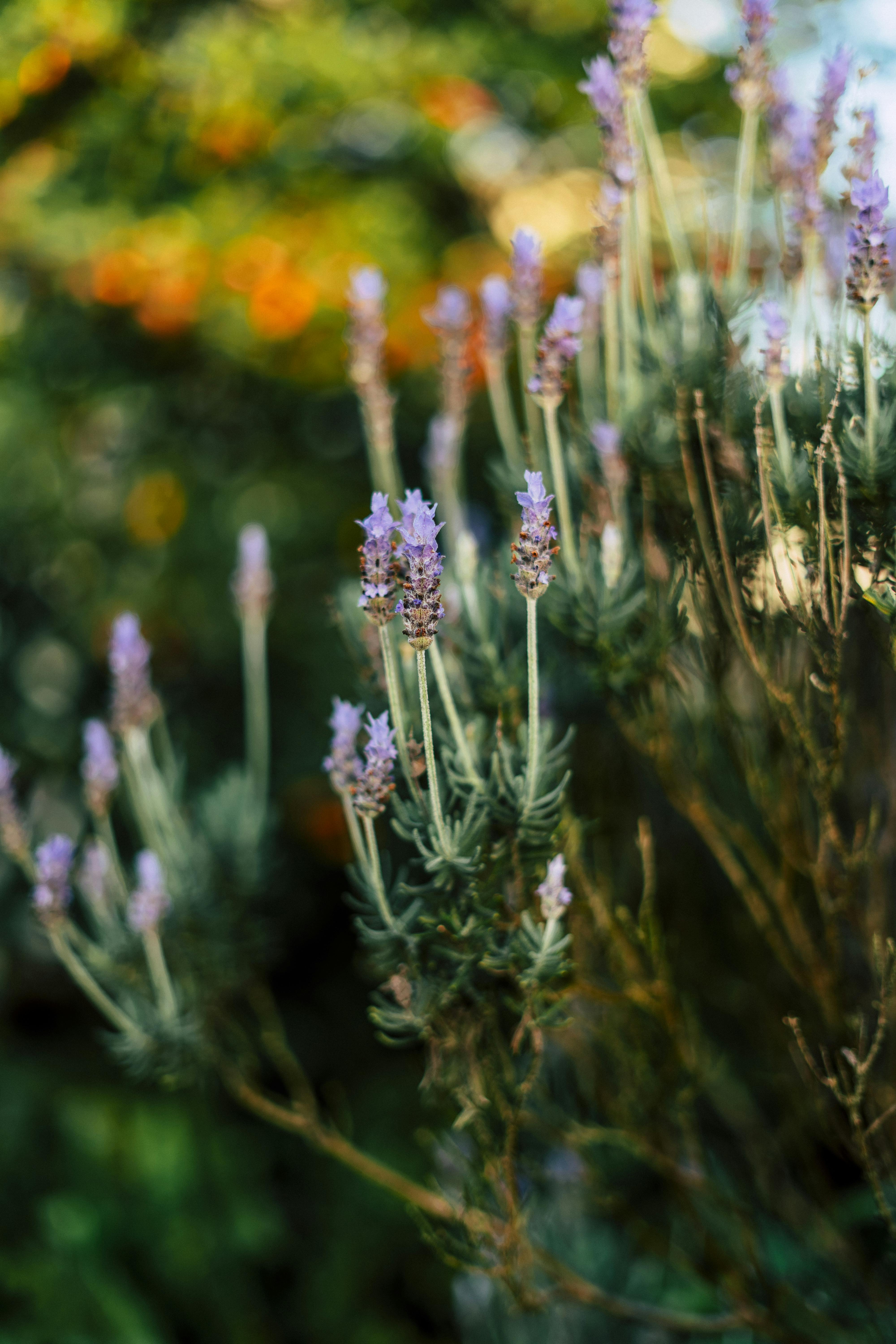 Detailed view of purple lavender flowers in full bloom during summer in an outdoor garden setting.