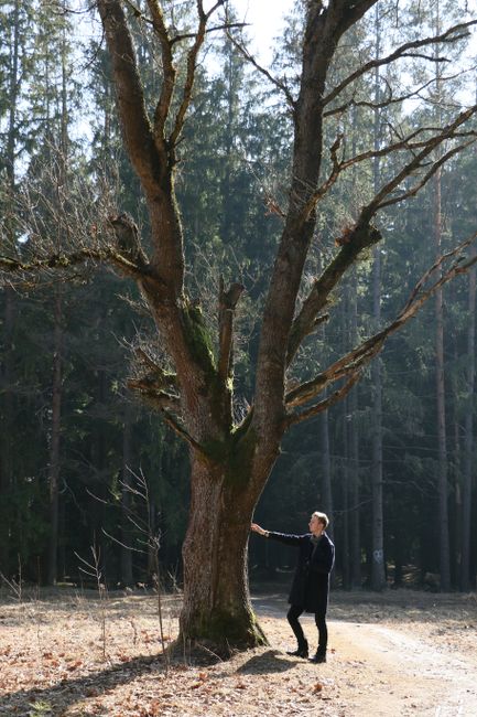 A solitary figure beside a towering oak in a tranquil Belarusian forest, capturing the essence of nature.