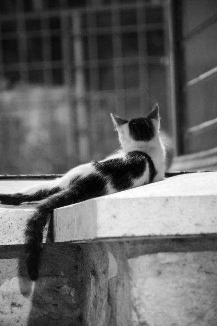 A black and white cat lounging on an urban wall, captured in a moody monochrome setting.