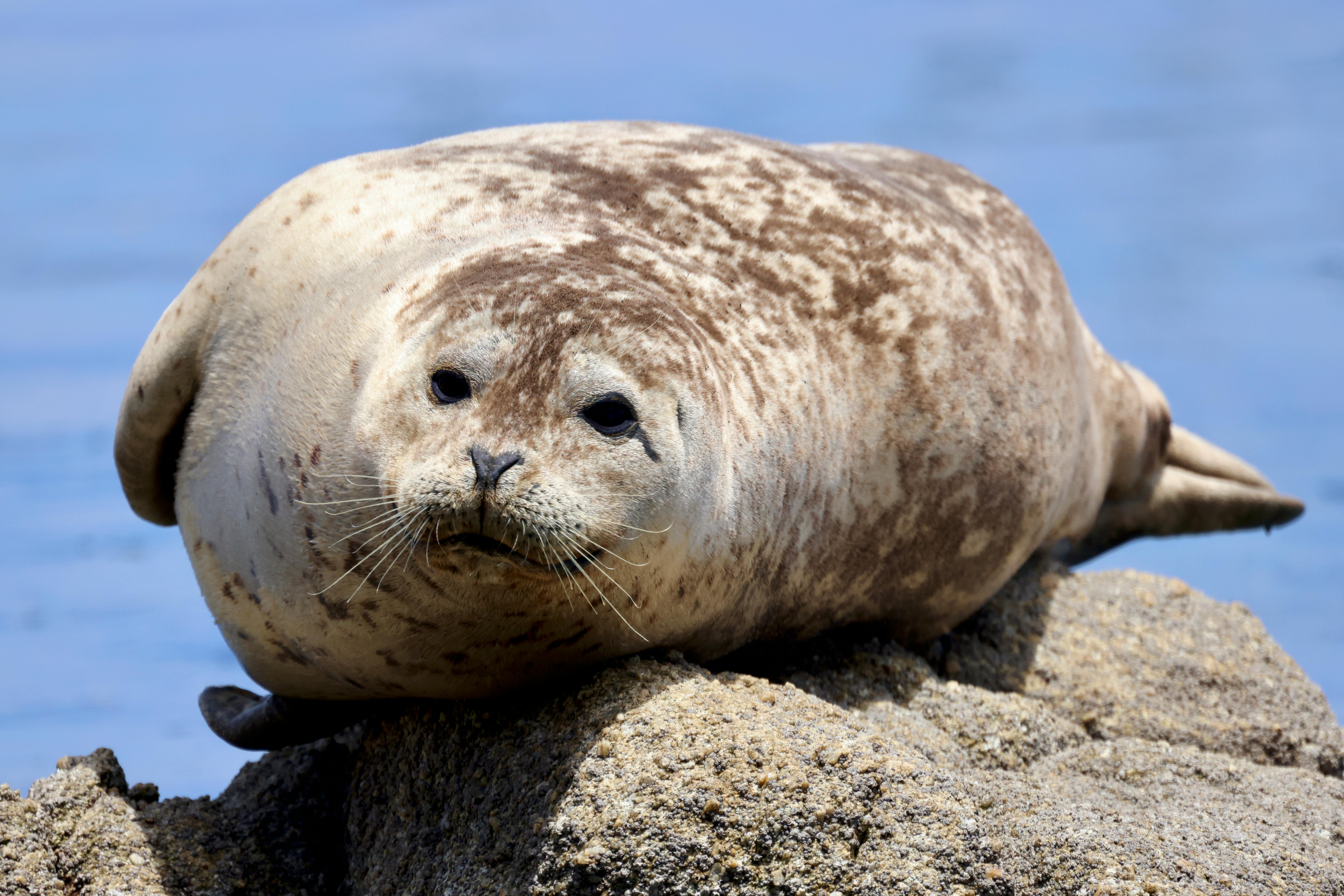 harbor seal