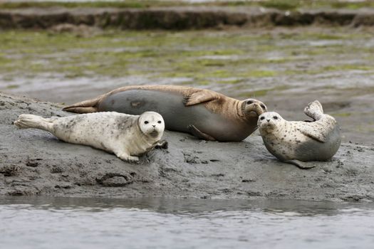 Harbor Seal
