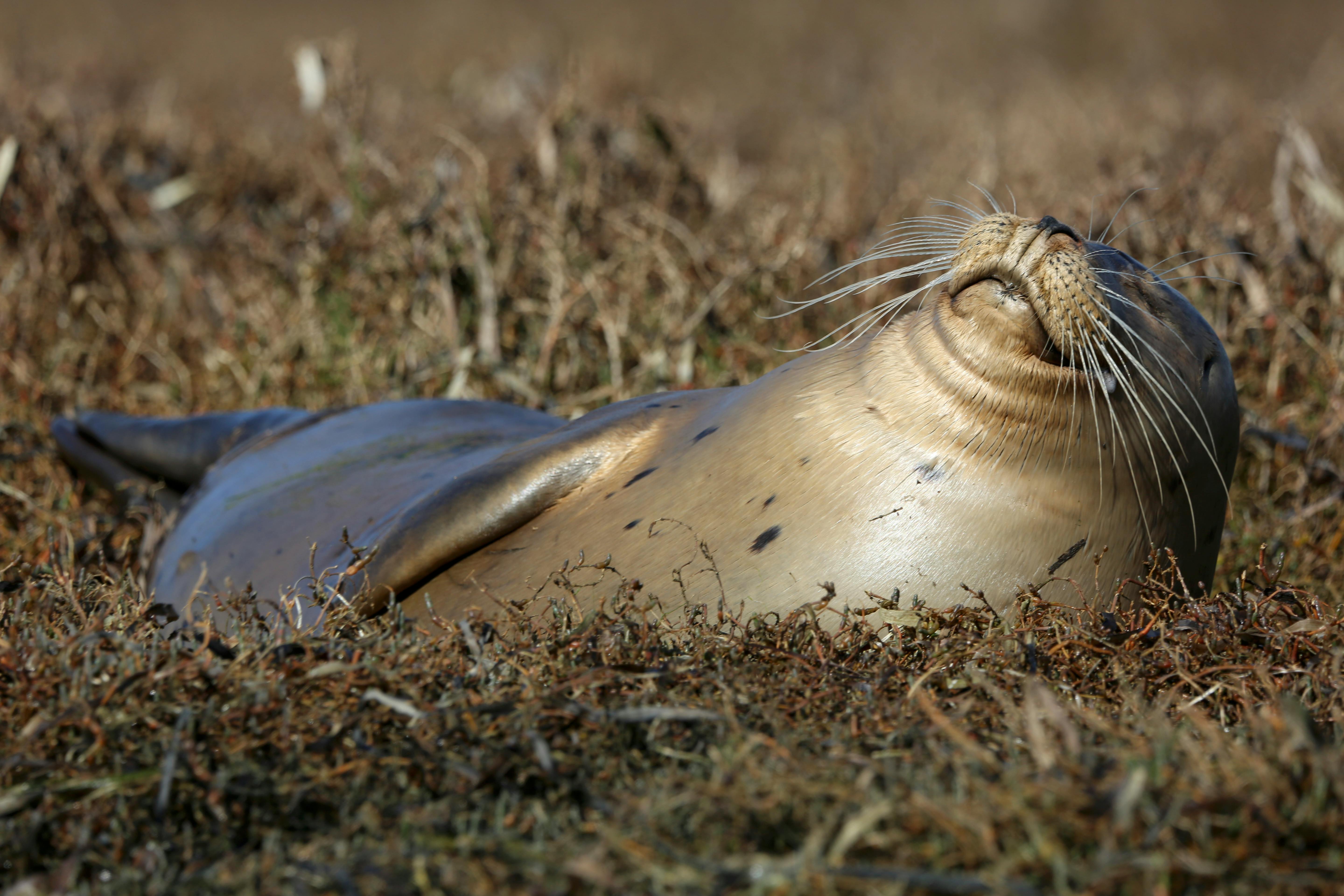 Harbor Seal