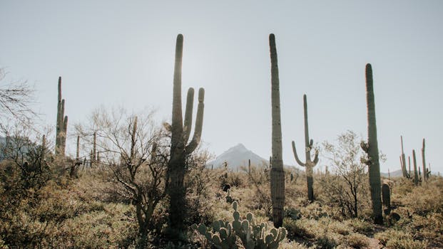 Scenic view of saguaro cacti under clear sky in Arizona desert.