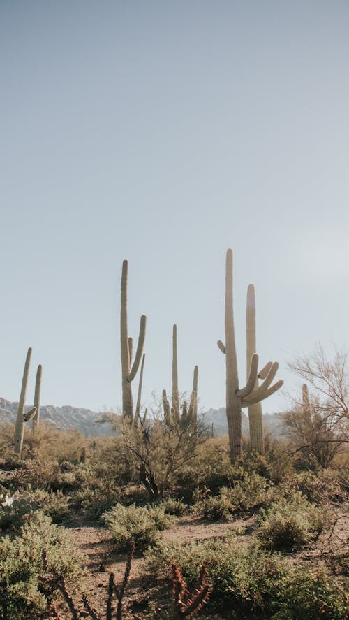 Free stock photo of arizona, cactus, desert Stock Photo