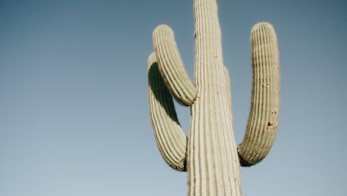 Безкоштовне стокове фото на тему «saguaro, Арізона, блакитне небо»