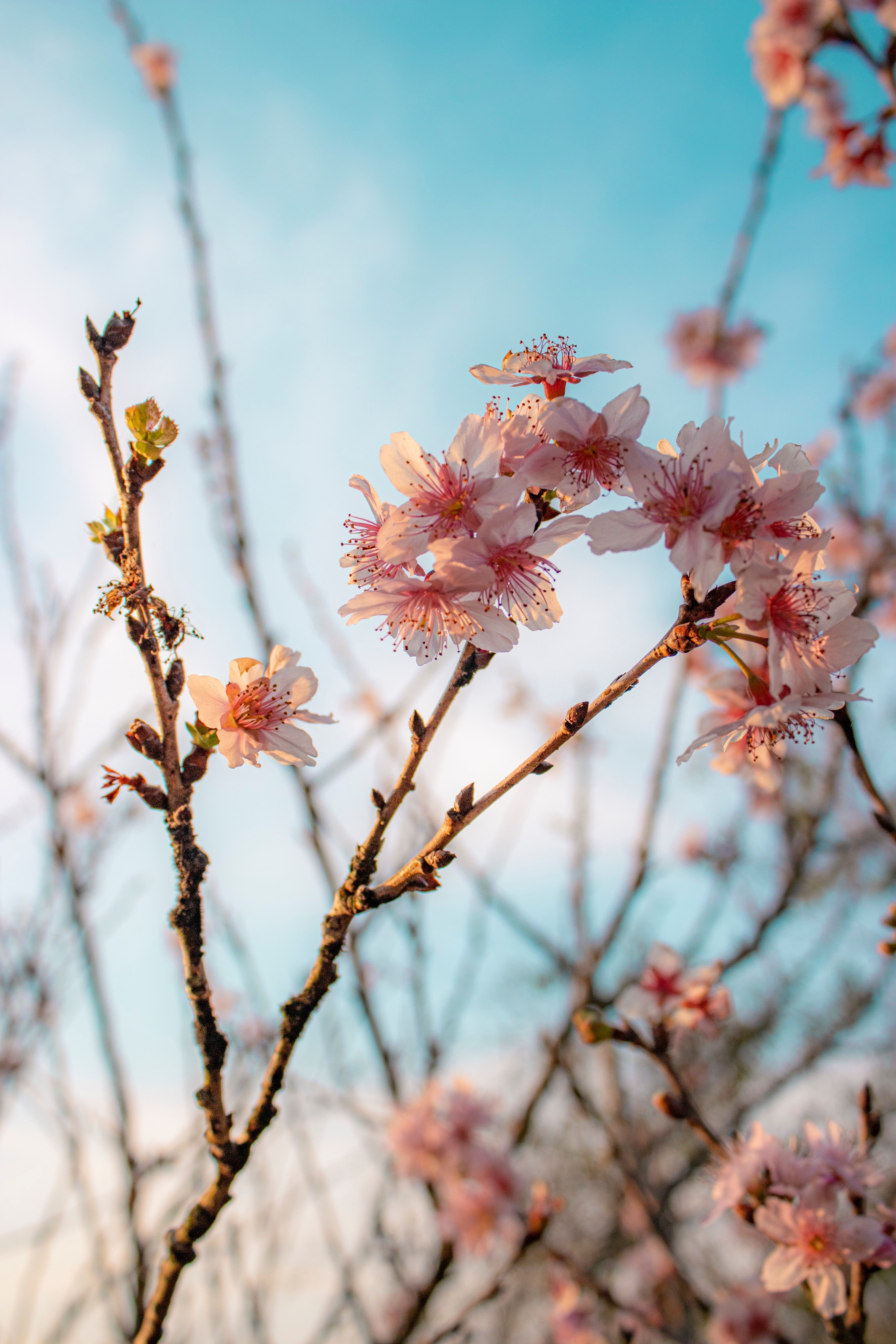 A close up of pink flowers on a tree branch · Free Stock Photo