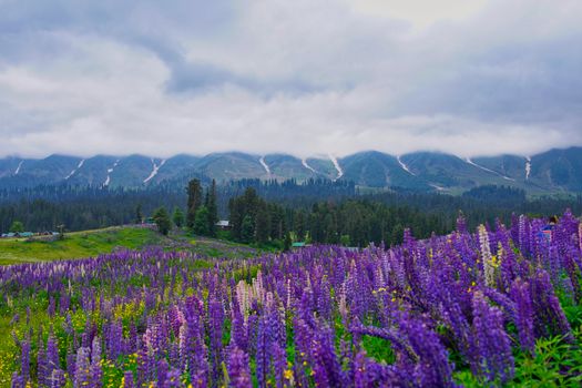 Vibrant lupine field in Kashmir against a majestic mountain backdrop, ideal for nature and travel themes.