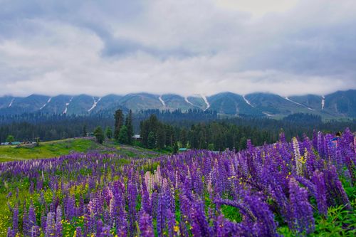 Free Vibrant lupine field in Kashmir against a majestic mountain backdrop, ideal for nature and travel themes. Stock Photo