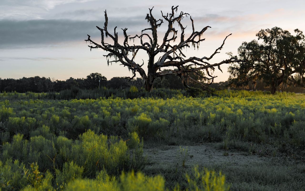 A tranquil scene of a bare tree and lush greenery at sunset in Land O' Lakes, Florida.