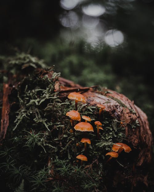 Immagine gratuita di arancia, foresta, funghi