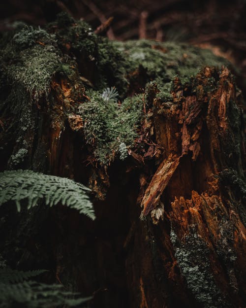 Безкоштовне стокове фото на тему «Деревина, дерево, ліс»