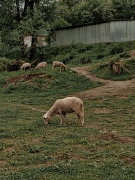A serene image of sheep grazing on a lush green farm, capturing the essence of rural agriculture.