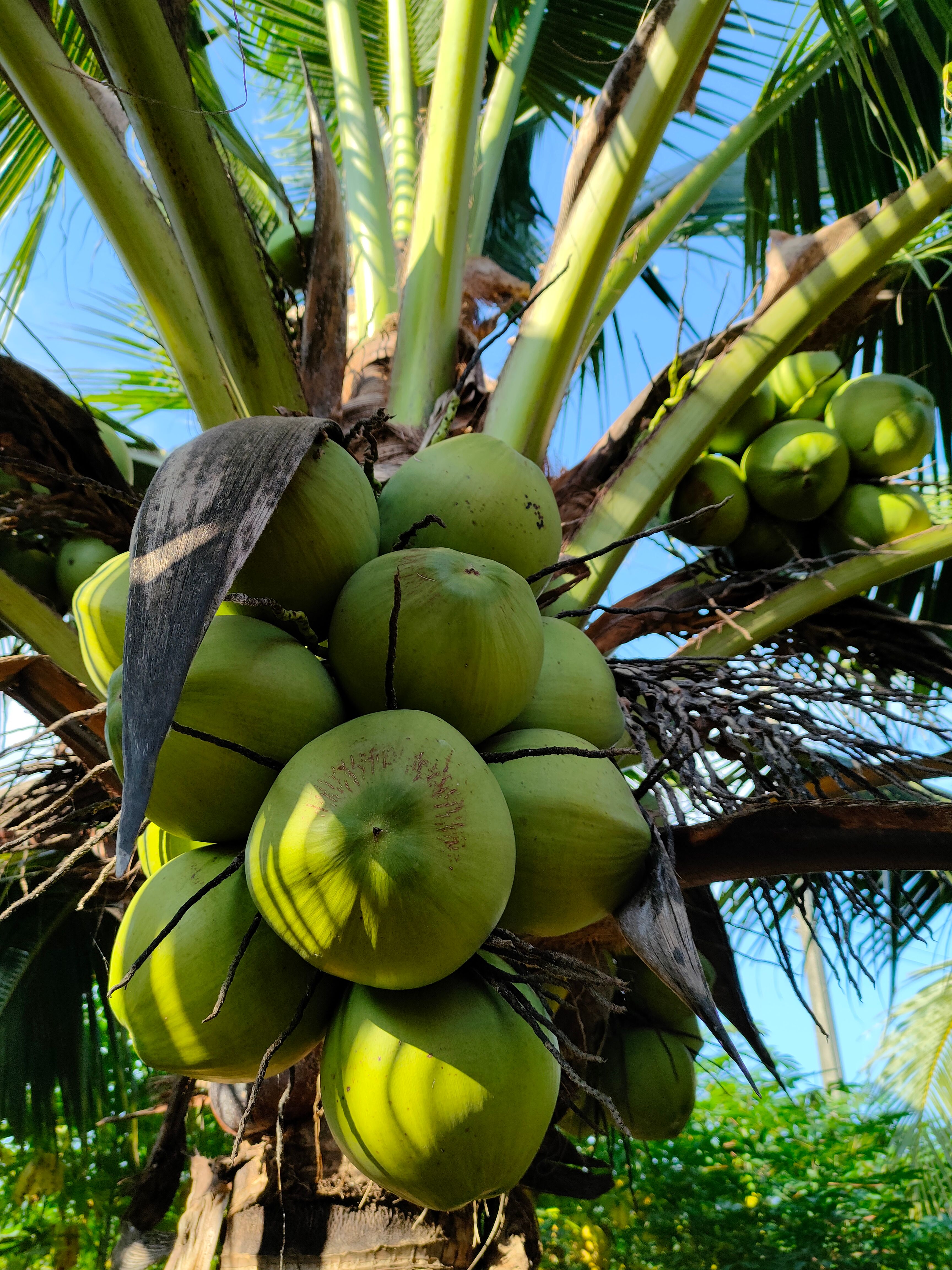 Água de Coco (1L)
