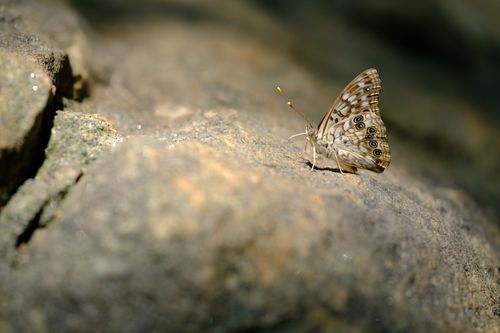 Free Detailed photo of a butterfly resting on a rock in Greenville, SC, showcasing its delicate wings. Stock Photo