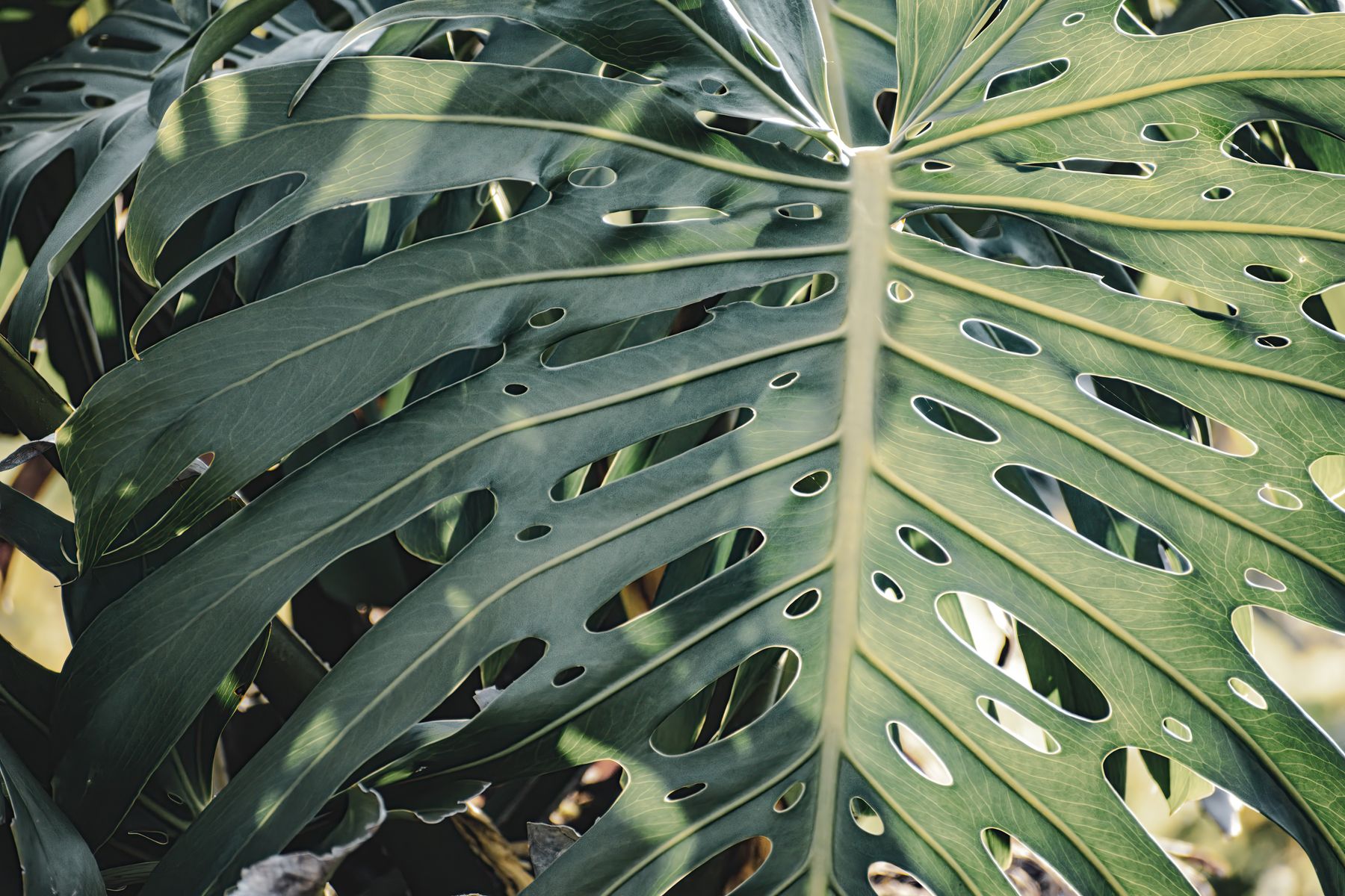 Sunlit monstera detail