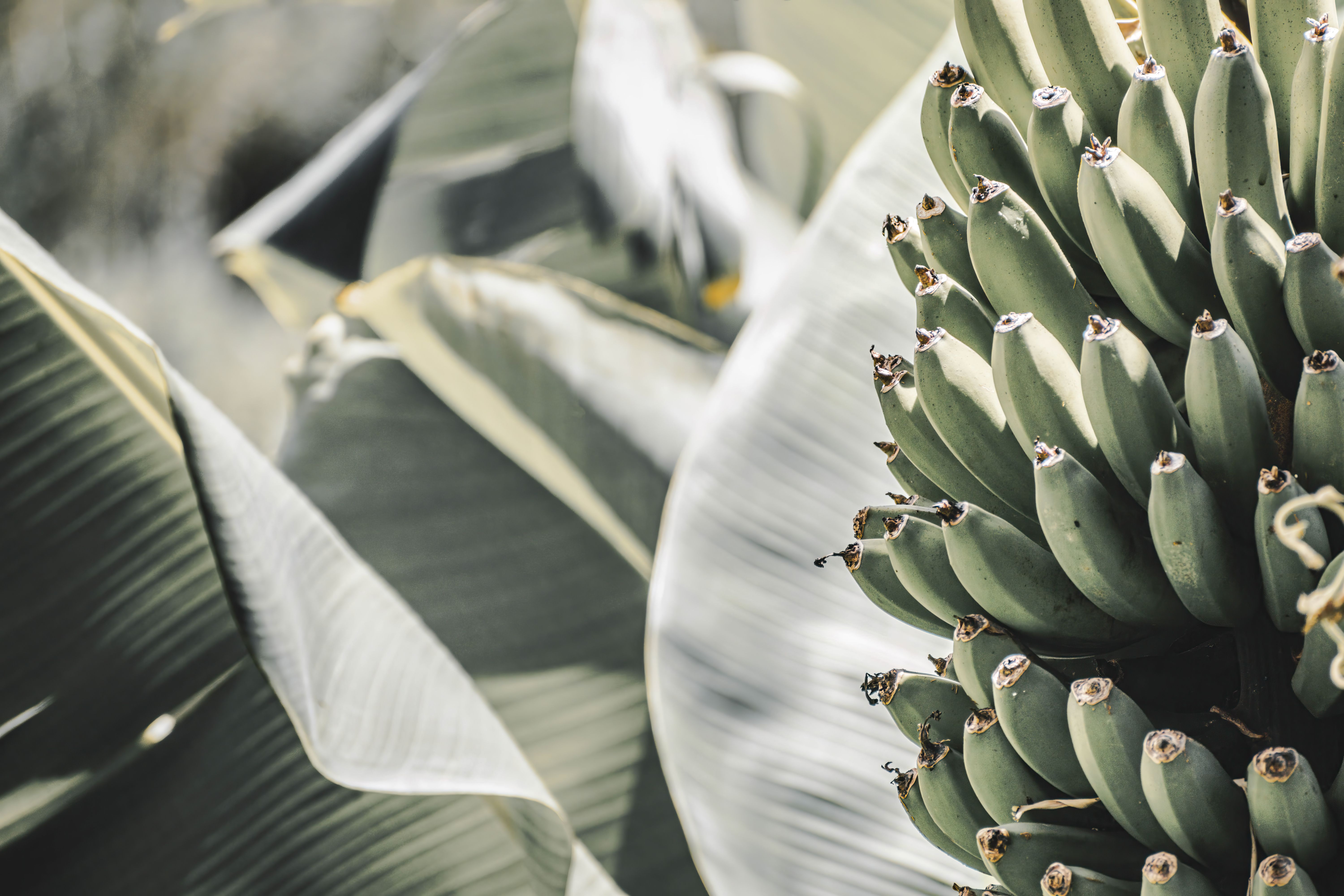 Soft ripe bananas ready for baking
