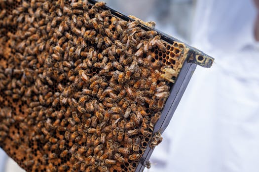 Detailed image of honeybees on a hive frame, showcasing beekeeping in Detroit.
