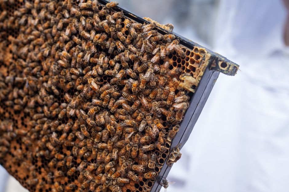 Honey bees on a hive frame at an urban apiary — beekeeping in the city