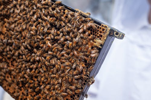 Free stock photo of art, bee the change, beekeeping