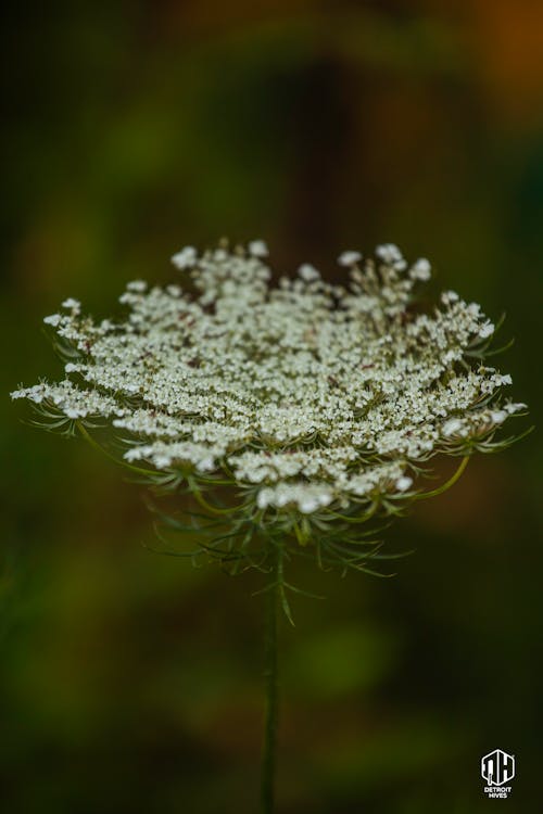 Free stock photo of flowers, queen anne lace, wild carrot