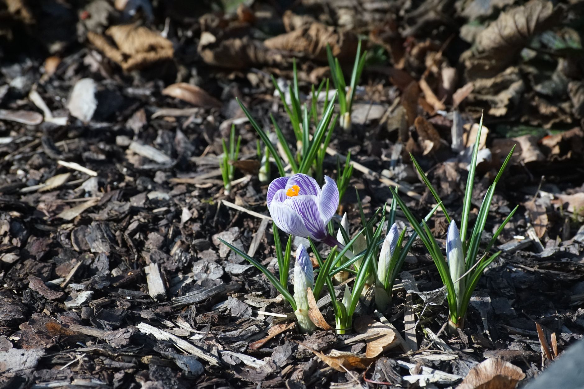 Best Mulch for Flower Beds 2026: Cedar & Rubber
